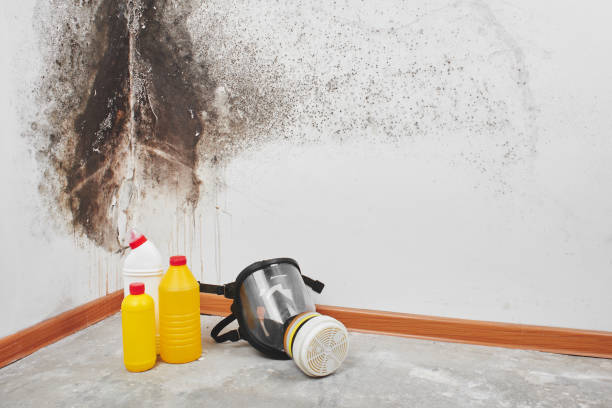 Home Mold Removal in Waverly, MI