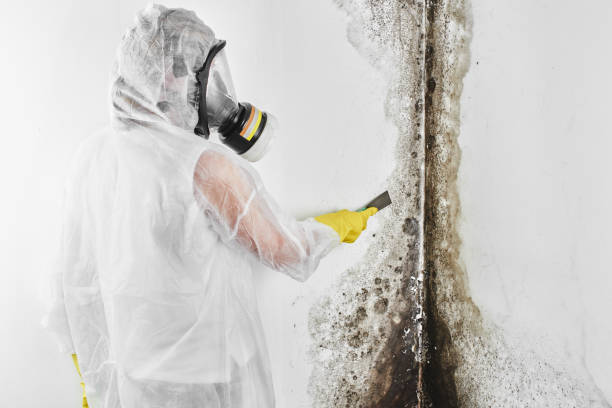 Best Mold Inspection  in Waverly, MI