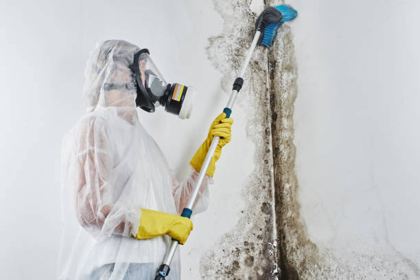 Best Mold Cleaning Services  in Waverly, MI