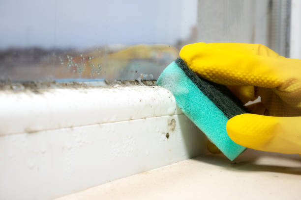 Best Certified Mold Removal  in Waverly, MI