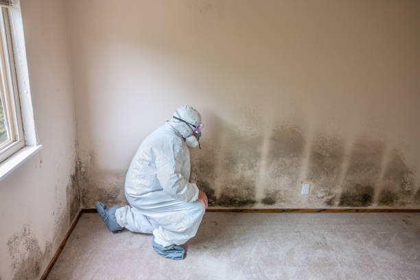 Best Local Mold Removal Service  in Waverly, MI