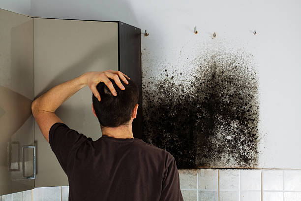 Best Mold Removal Company Near Me  in Waverly, MI