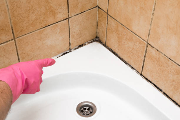 Best Mold Testing  in Waverly, MI